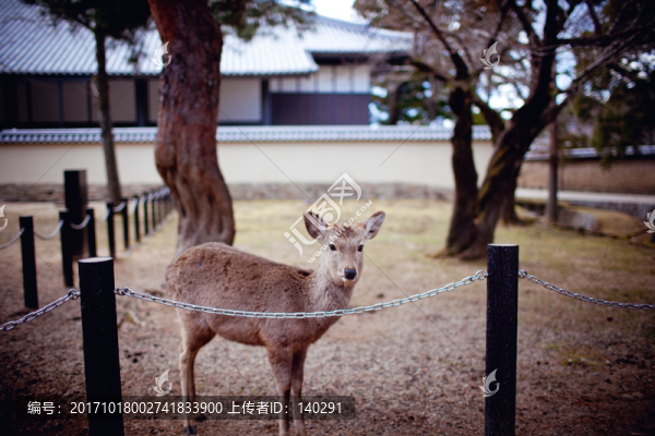 日本奈良的小鹿