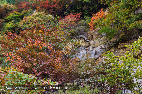山中紅葉