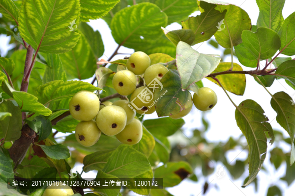 果子,紅果子,野果子