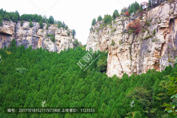 山崖綠化,柏樹