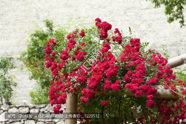 玫瑰園