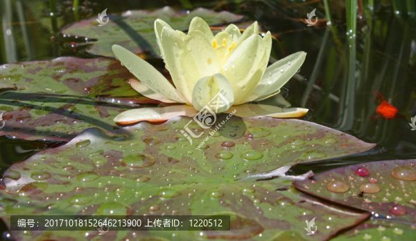 水百合