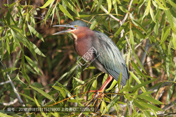 野生鳥類