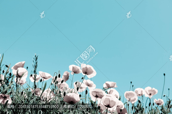 罌粟花