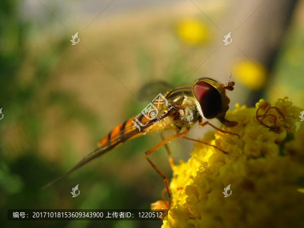 食蚜蠅