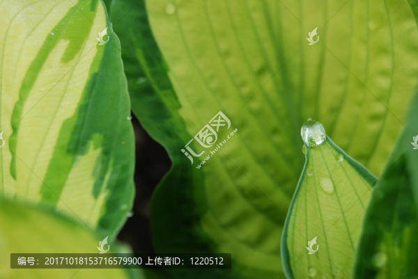 葉