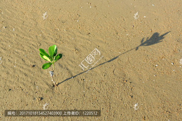 樹