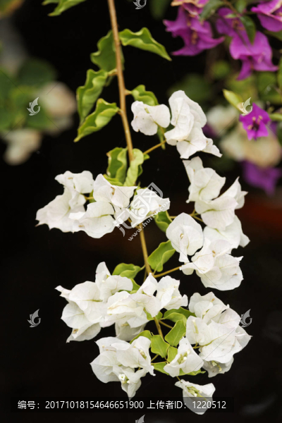 一個(gè)三角梅的花序