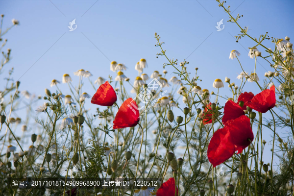 klatschmohn