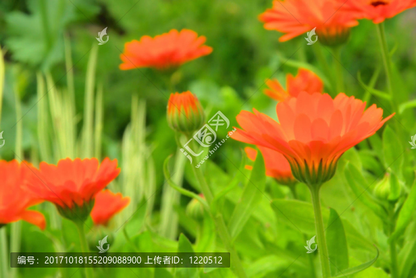 金盞花29
