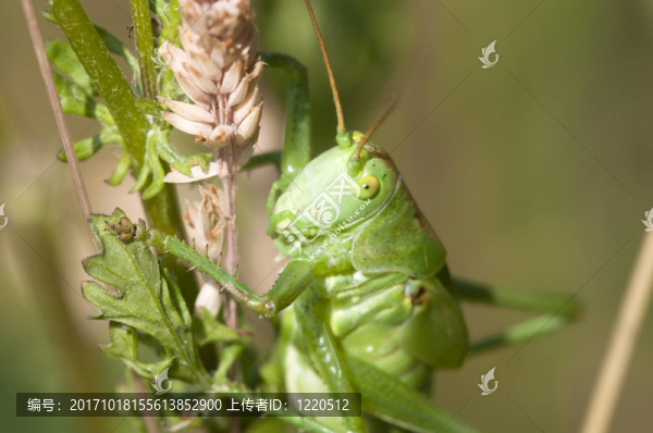短的探針板-,caelifera