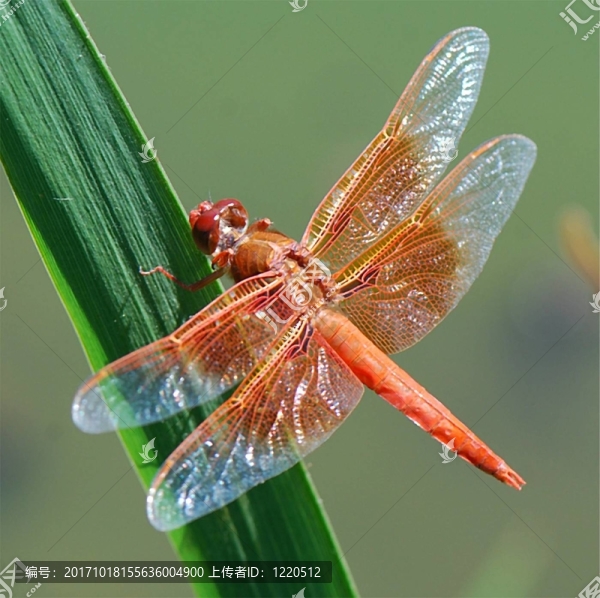 昆蟲(chóng)
