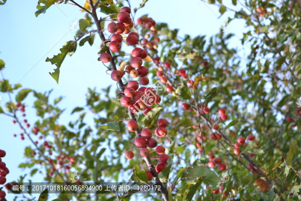 野果子,紅果子圖片