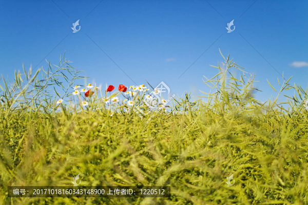 夏花