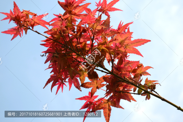 紅楓,藝術(shù),紅楓葉,五角楓