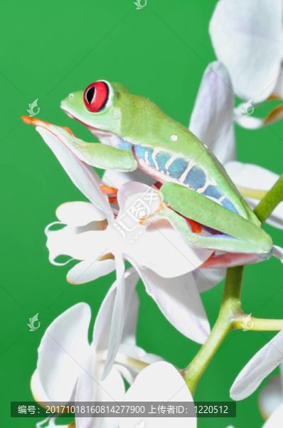 rotaugenlaubfrosch
