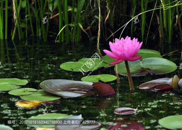 水生蓮花