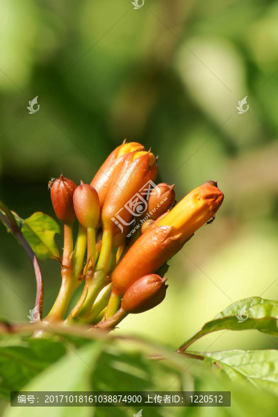 陽臺上的花