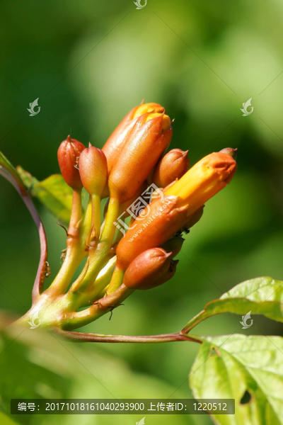 花園