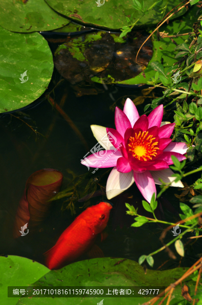睡蓮,魚池