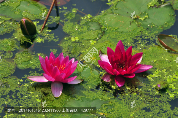 紅蓮