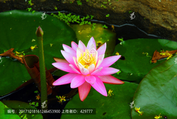 睡蓮,蓮花