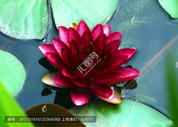 睡蓮