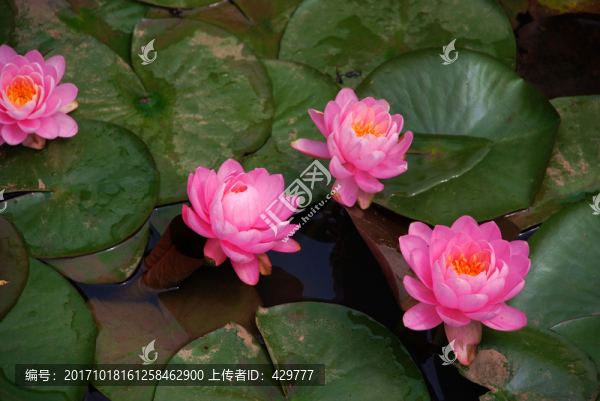 睡蓮
