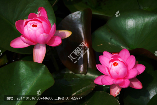 睡蓮,紅蓮