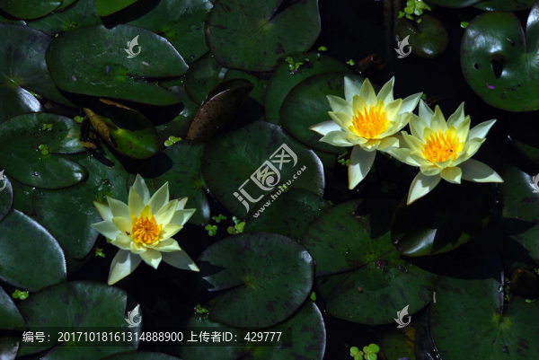 睡蓮,蓮花