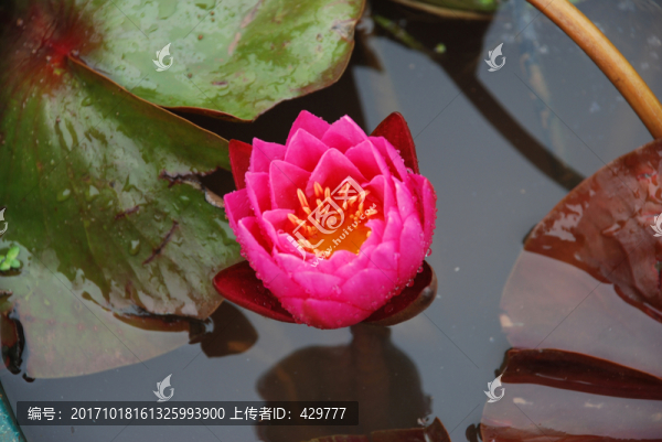 睡蓮,,紅蓮
