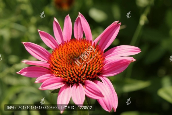 紫松果菊