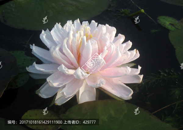 睡蓮