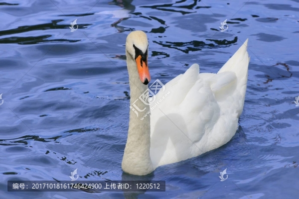 天鵝