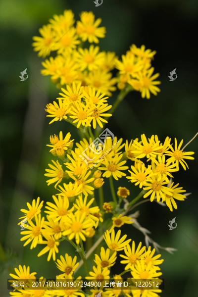 花卉