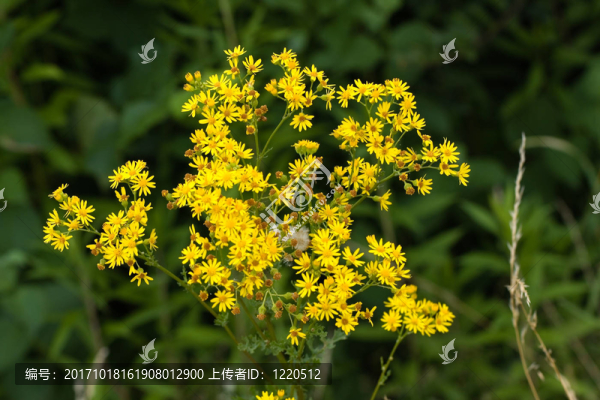 花卉