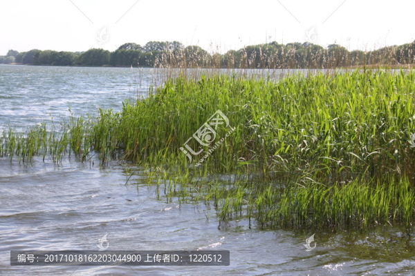 湖上的蘆葦風(fēng)景