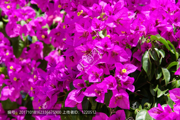 bougainvillea,14