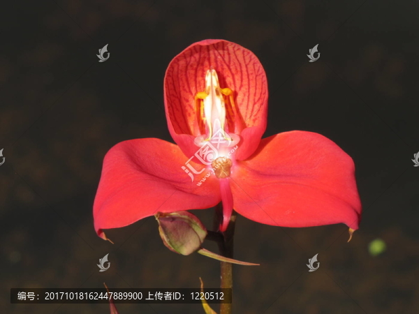 蘭花迪薩草