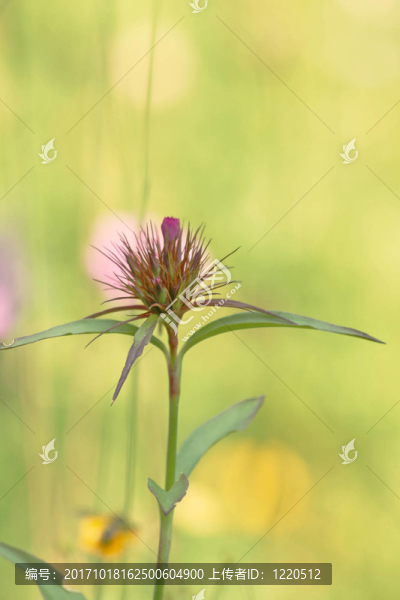 高山上的花