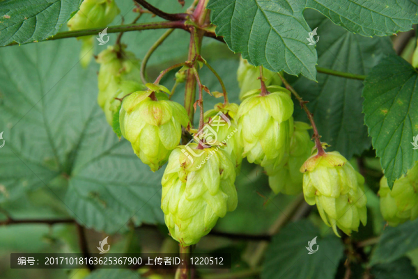 hopfenpflanze跳廠03