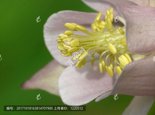 耬斗菜耬斗菜
