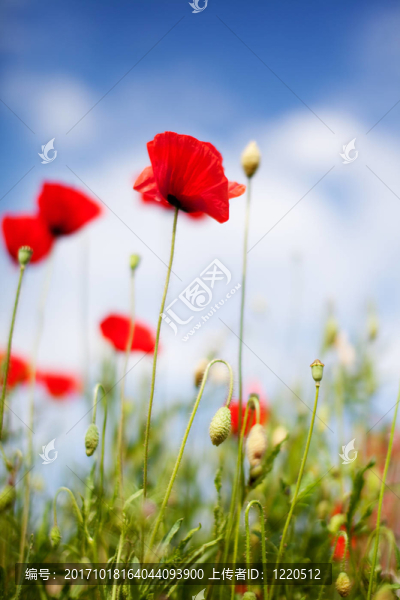 罌粟花