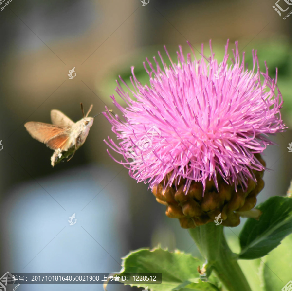 開(kāi)花