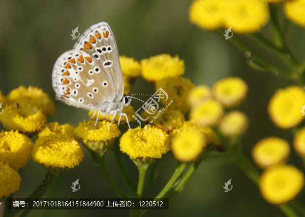 暗褐色的知更鳥