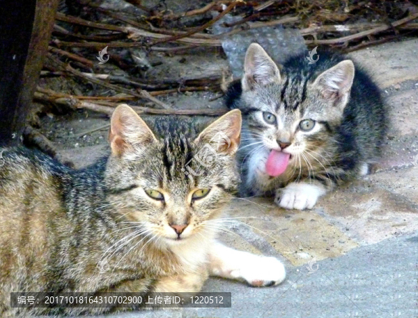 貓和小貓