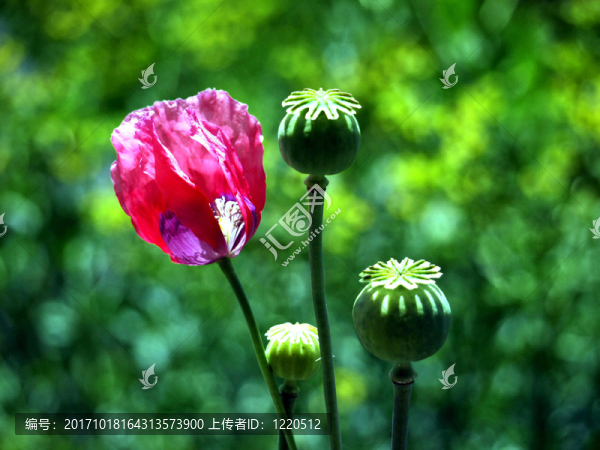 罌粟花