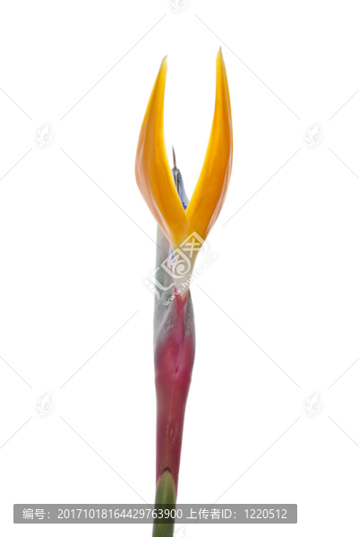 美麗的