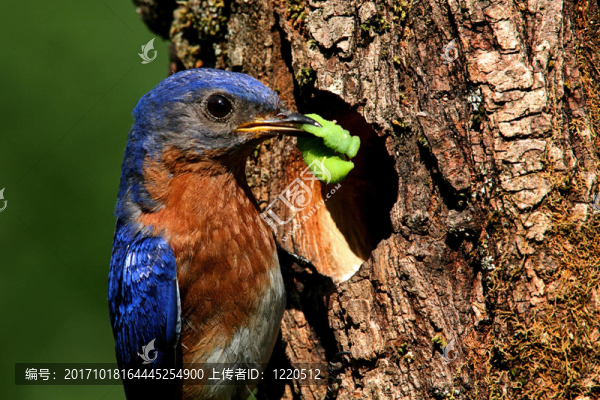 藍鳥