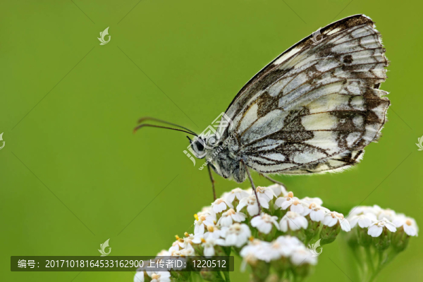 schachbrettfalter,[,Melanargia,galathea,]